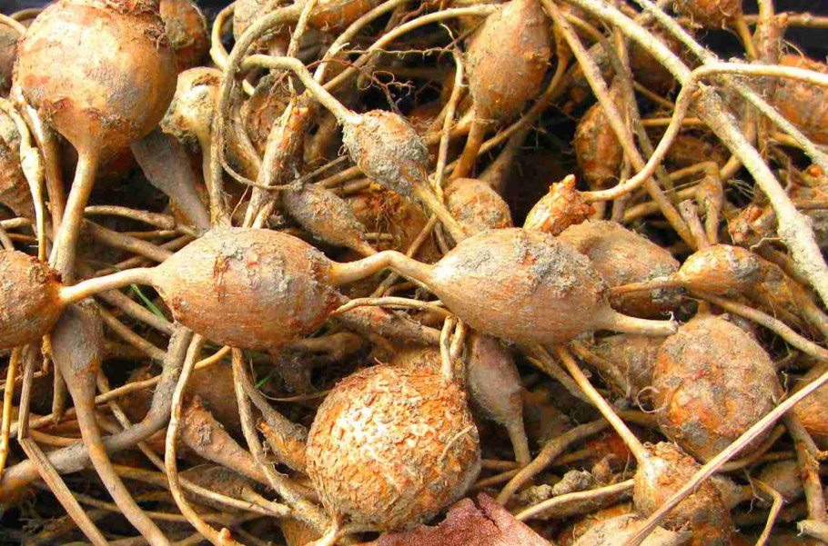 Бомарея Пардина