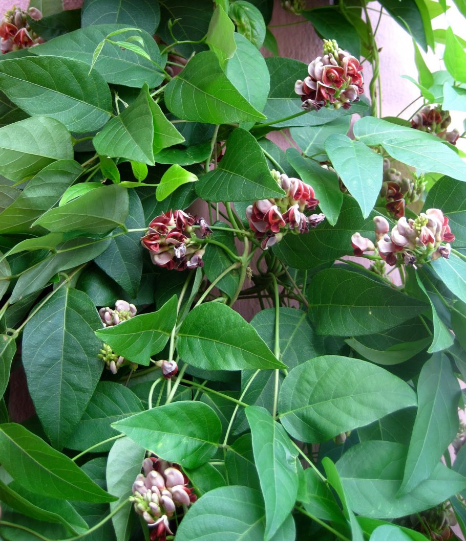 Апиос растение