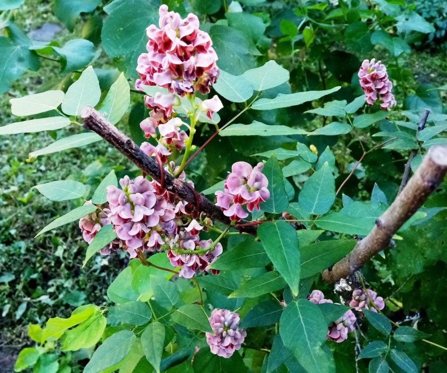 Глициния клубневая Алиос