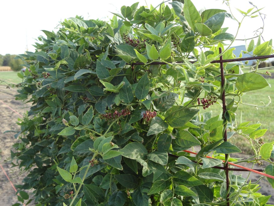 Wild Plants of Japan know and use the book