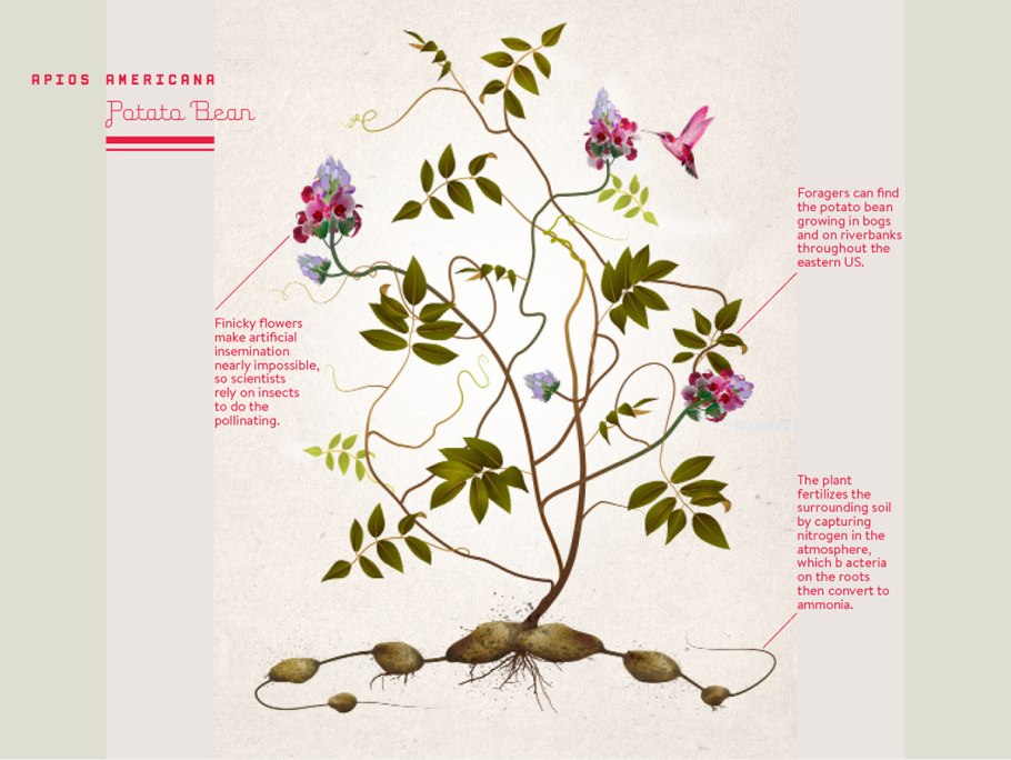 Апиос клубневая Глициния