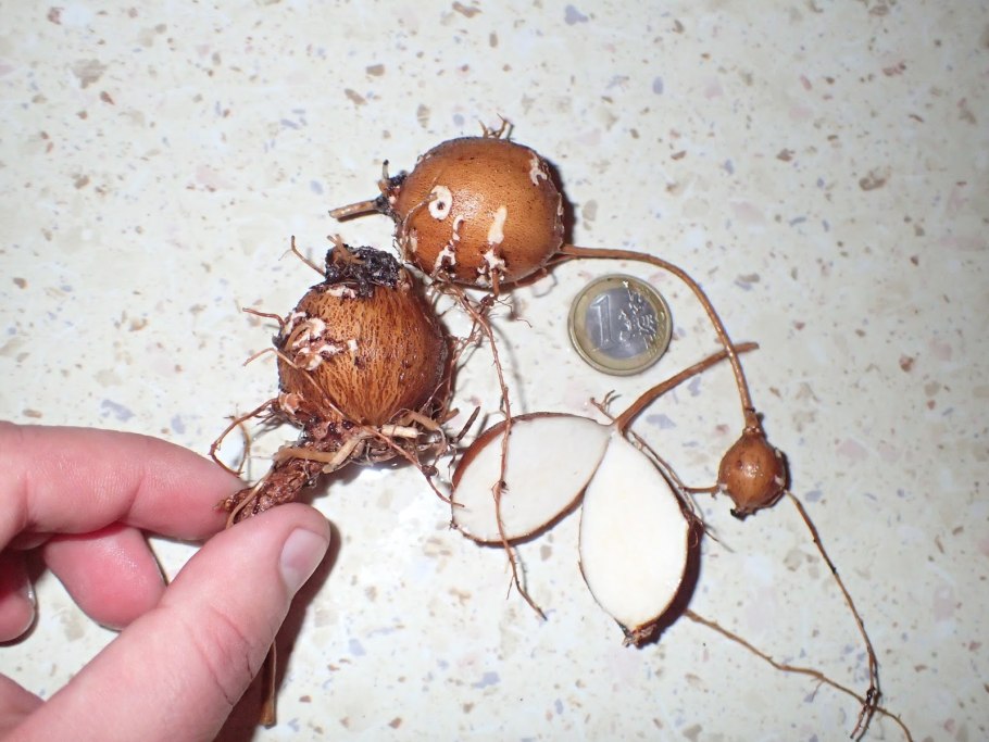 Апиос американский клубни