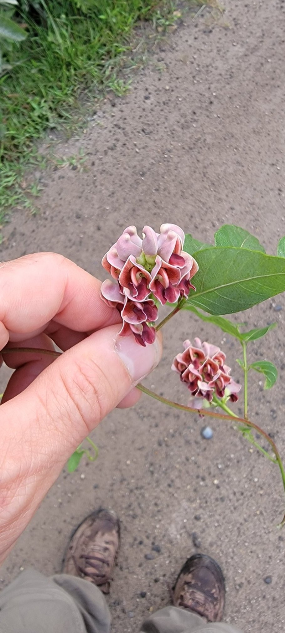 Апиос купить семена