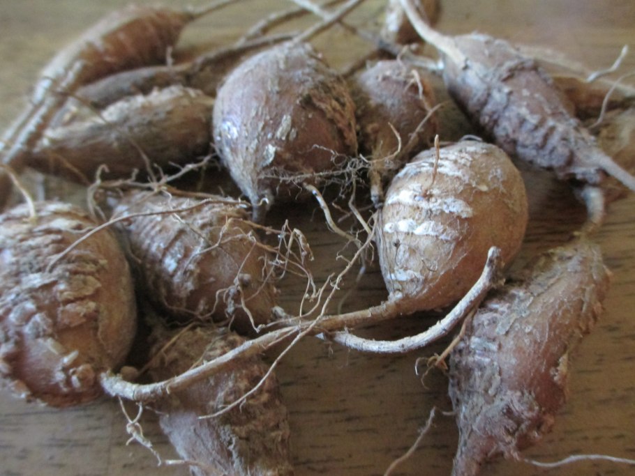 Apocynum androsaemifolium