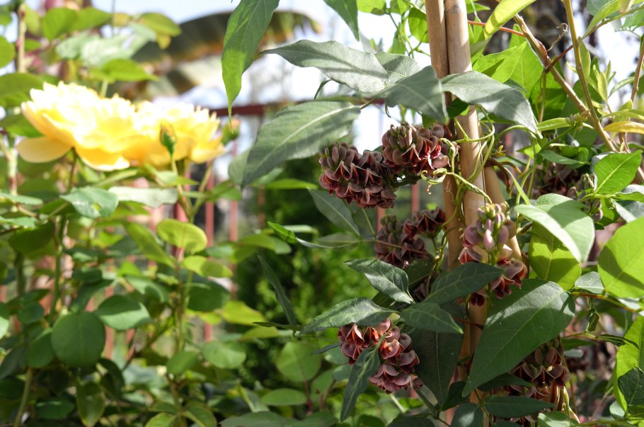 Апиос клубневая