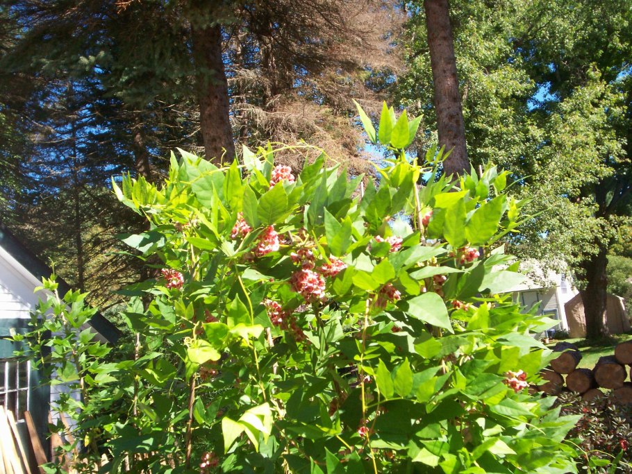 Клубневая Глициния американская