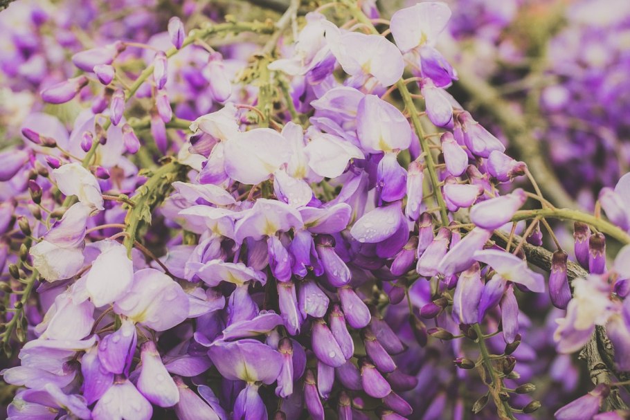 Глициния дерево