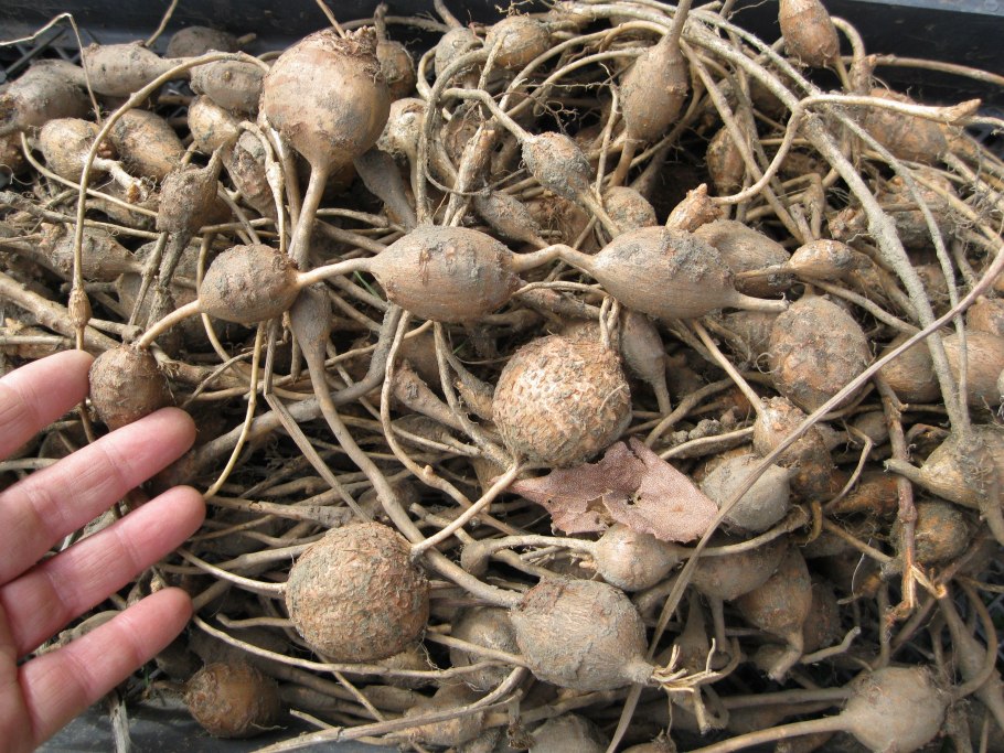 Глициния обои на телефон