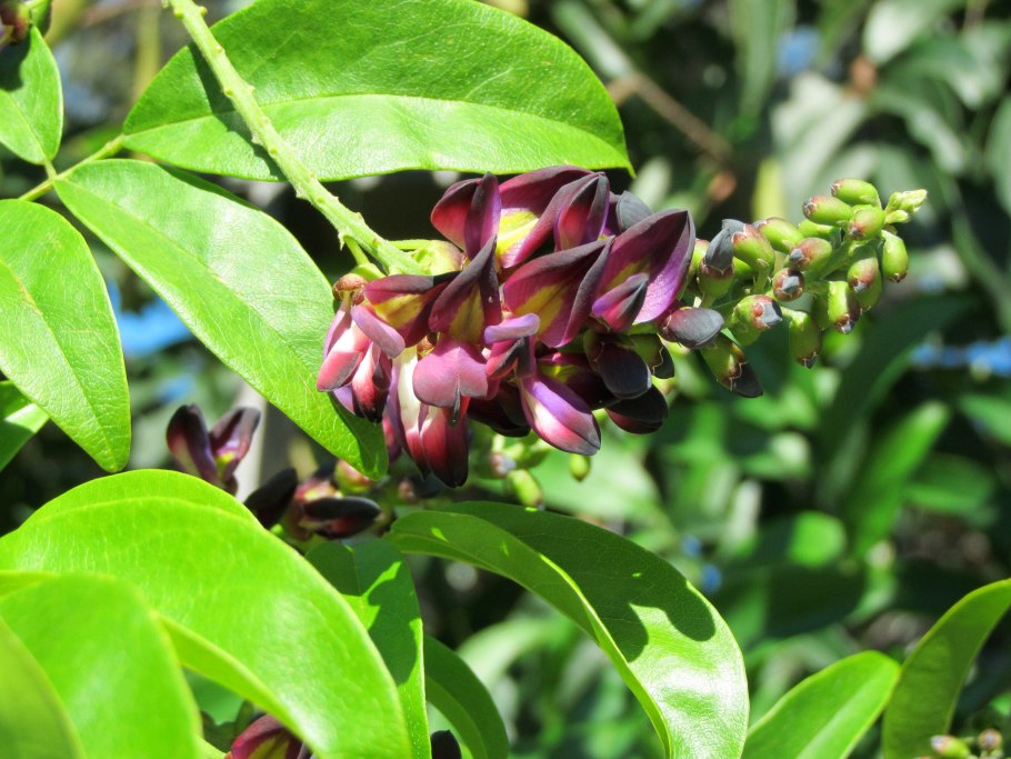 Апиос американо