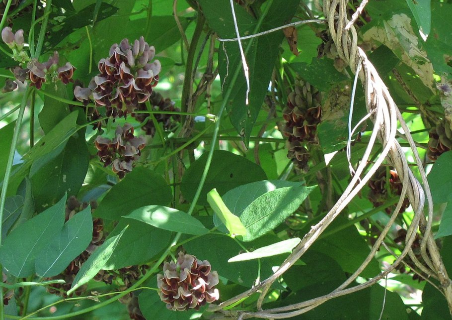 Формула цветка глицинии