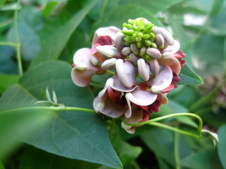 Апиос клубневая Глициния