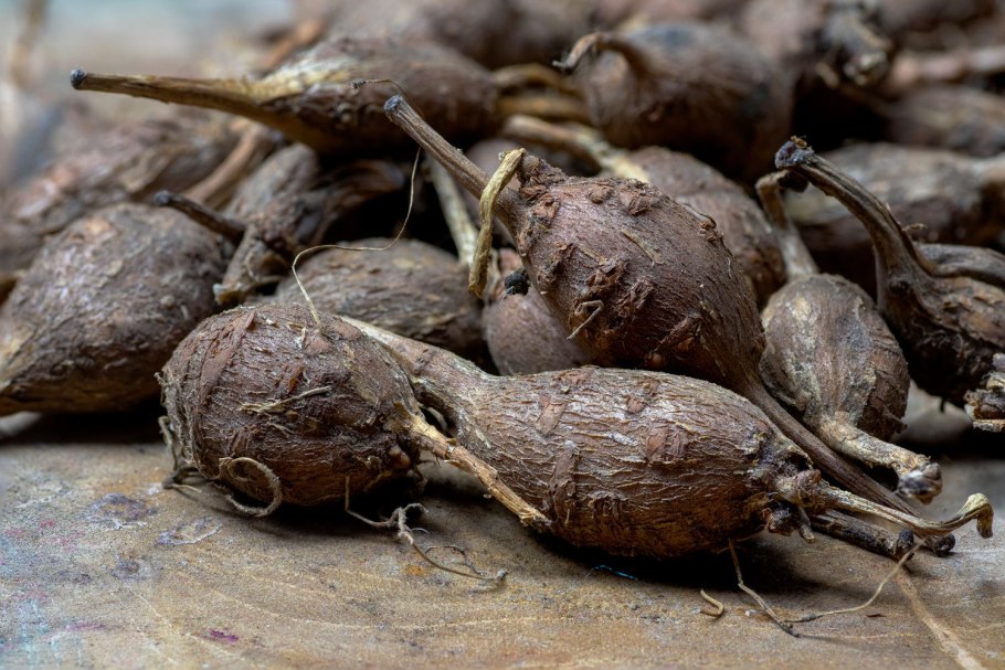 Глициния frutescens