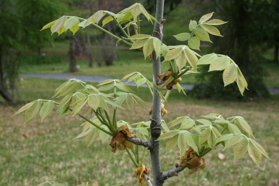 Американский Земляной орех