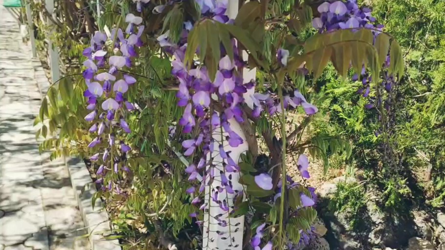 Глициния китайская