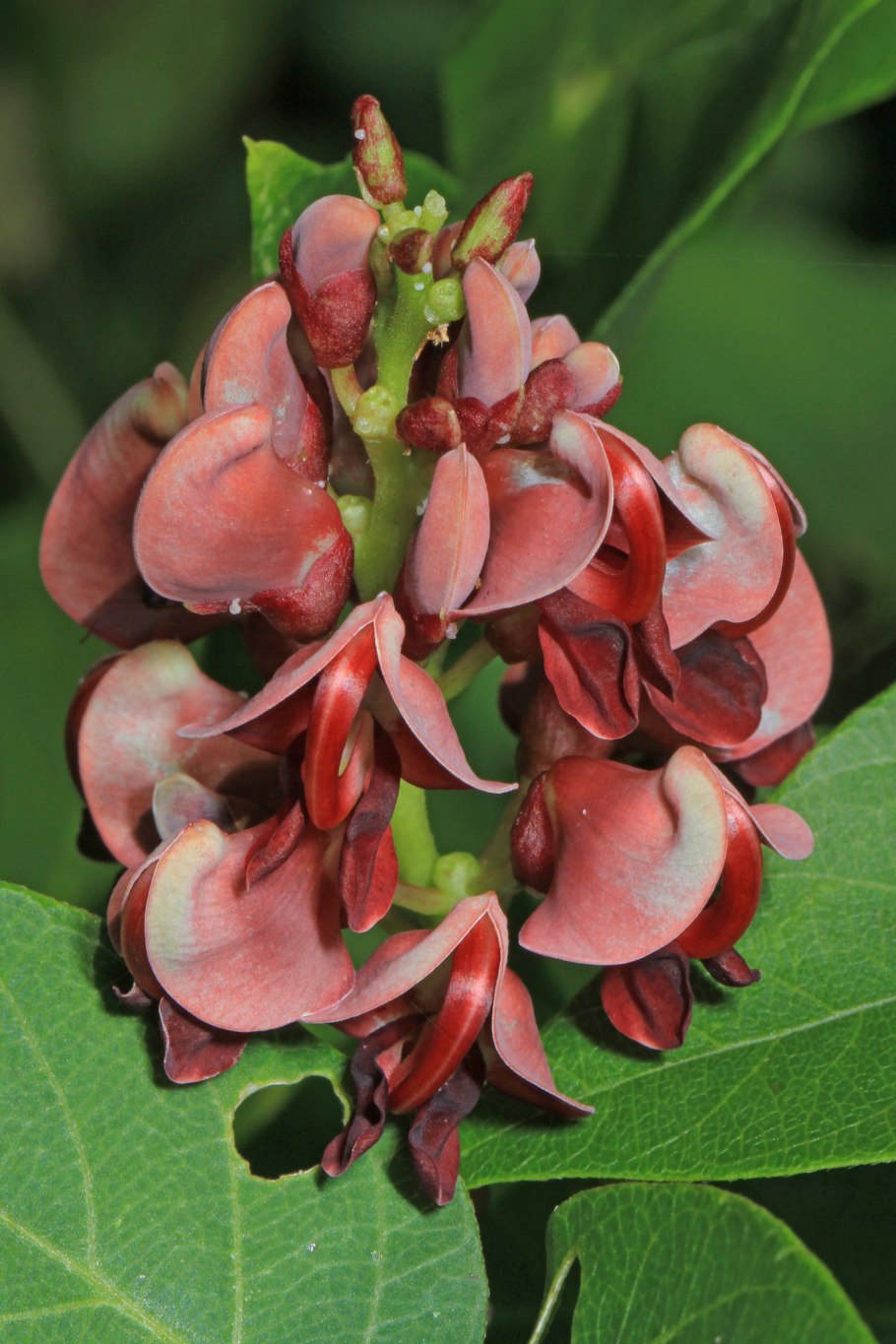 Апиос американский клубни