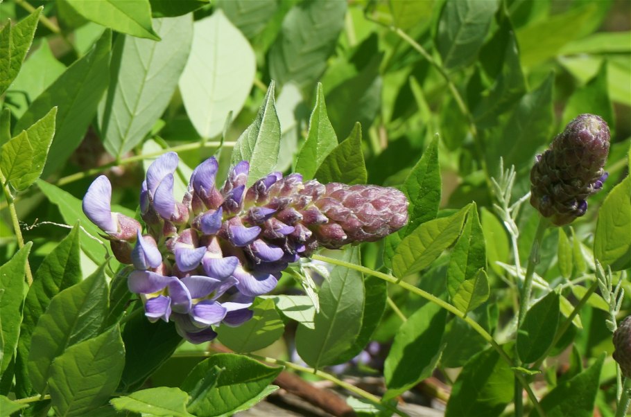 Wisteria frutescens