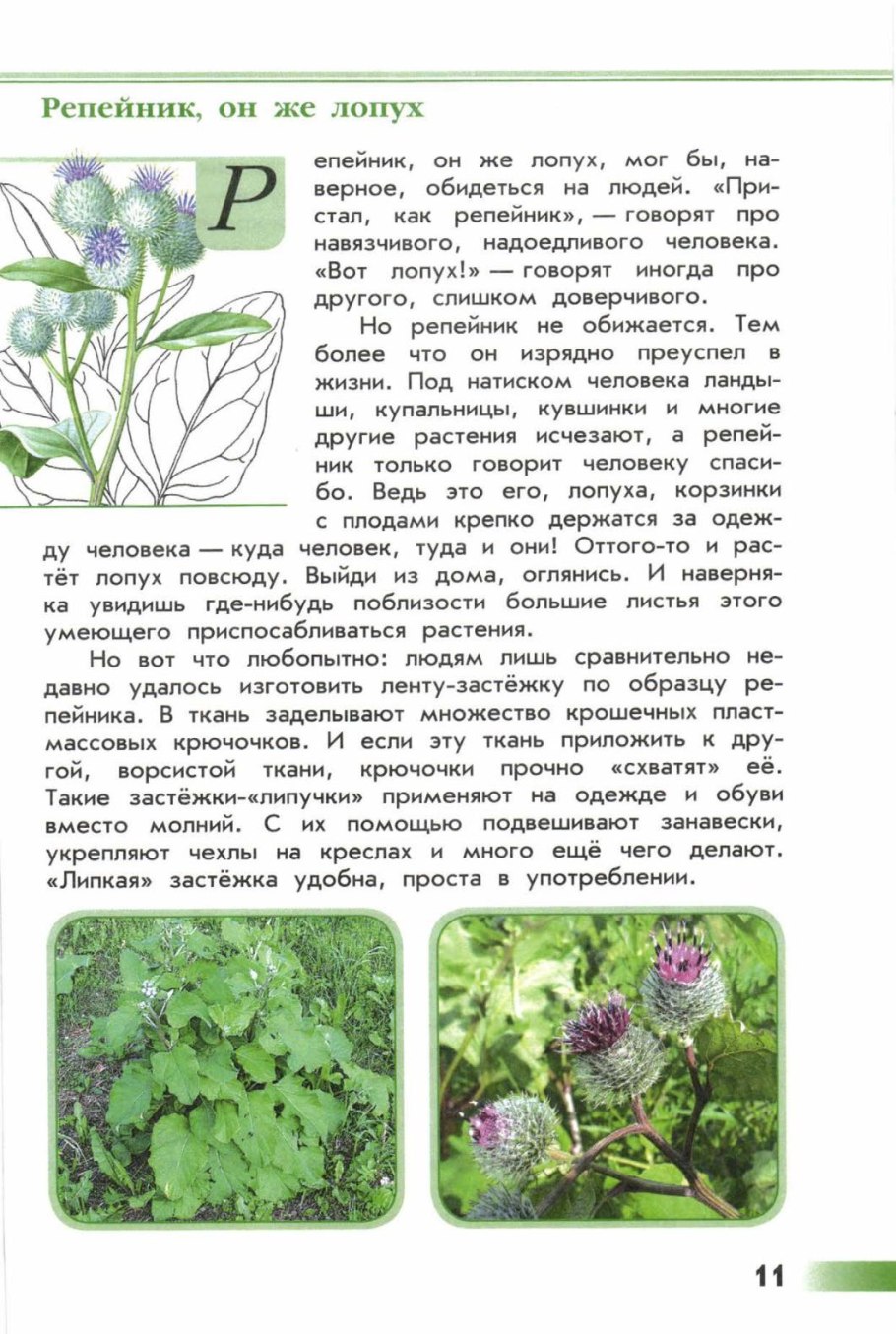Зеленые страницы Плешаков репейник