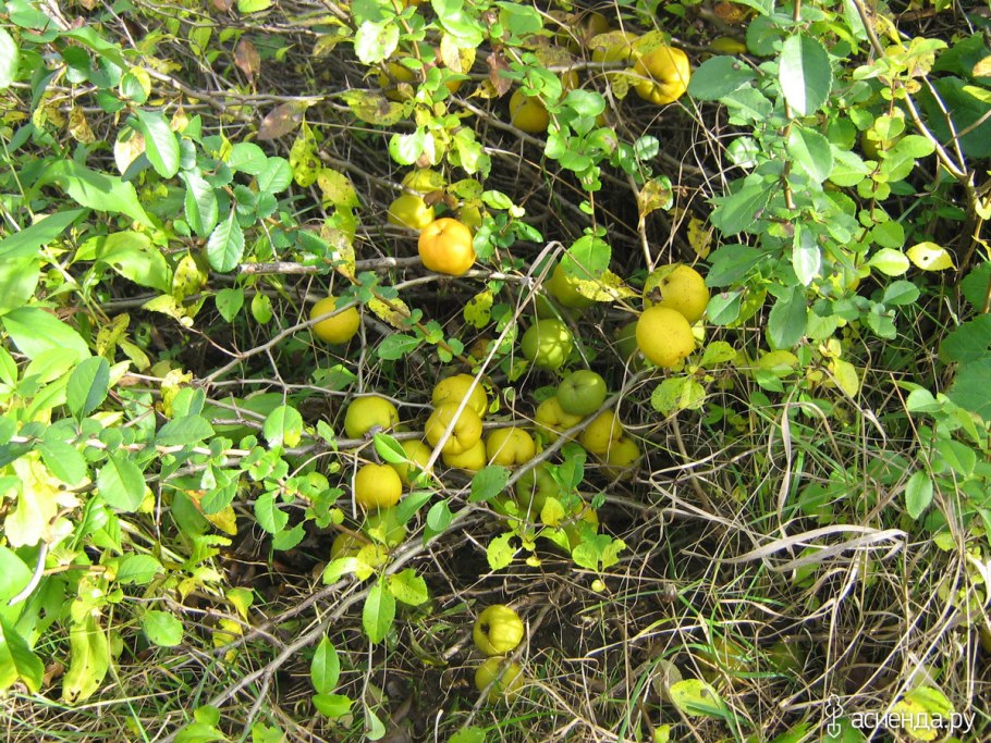 Айва китайский лимонник