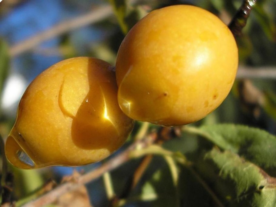 Айва японская спелые плоды