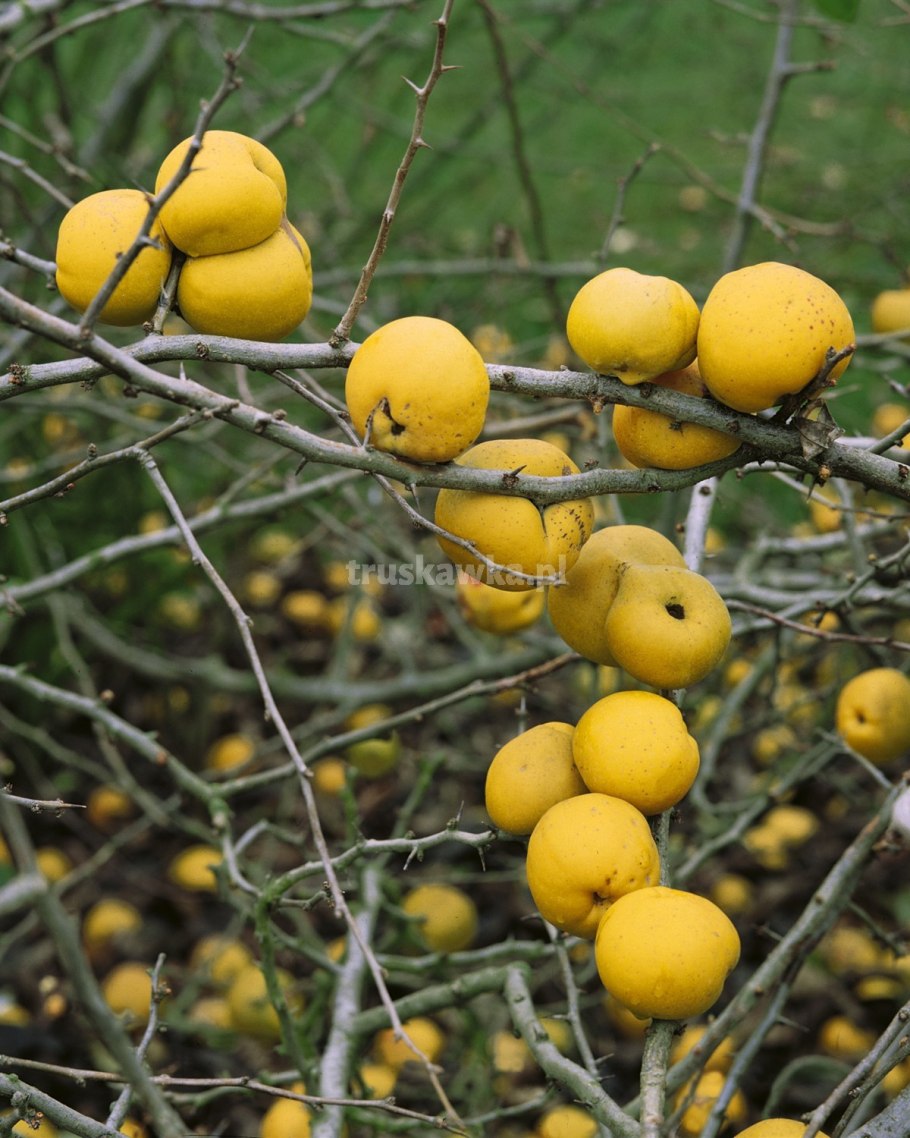 Лимонник айва