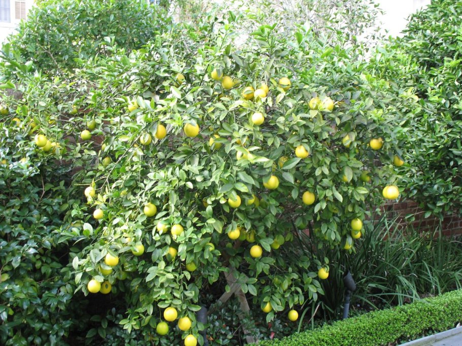 Лимонное дерево на улице