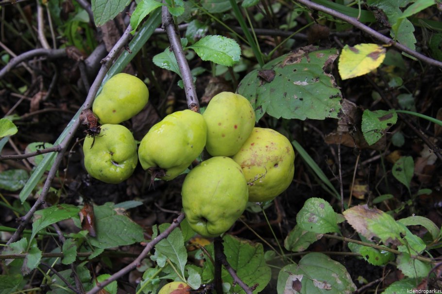 Черёмуха виргинская