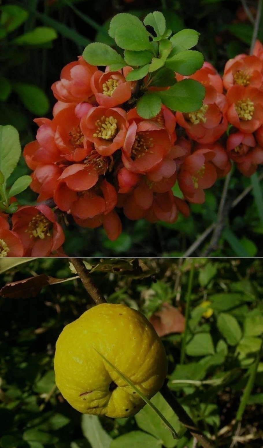 Айва хеномелес плоды