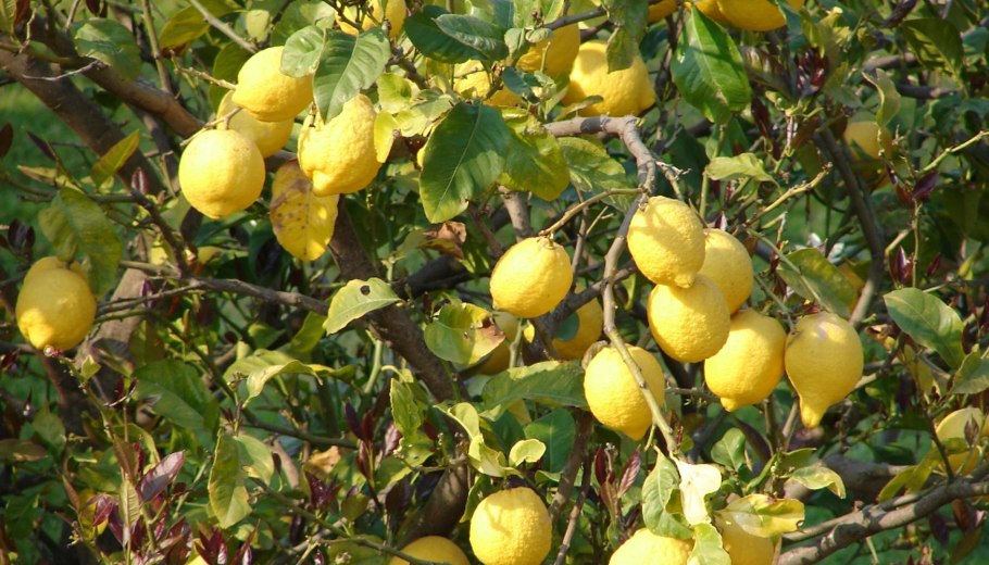 Лимонник кустарник желтый