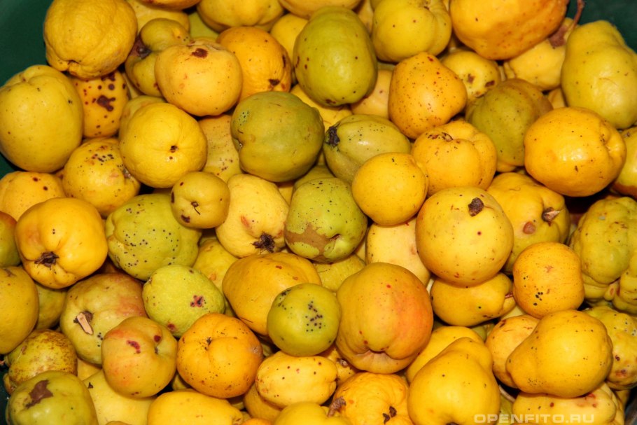 Абхазский лайм