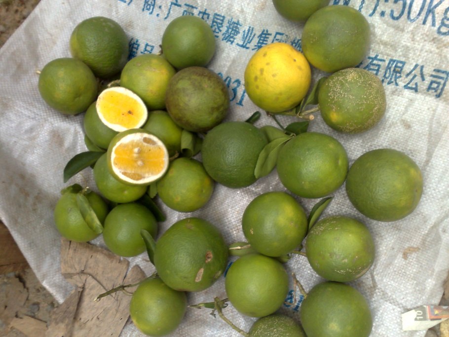 Айва крупноплодная сорт