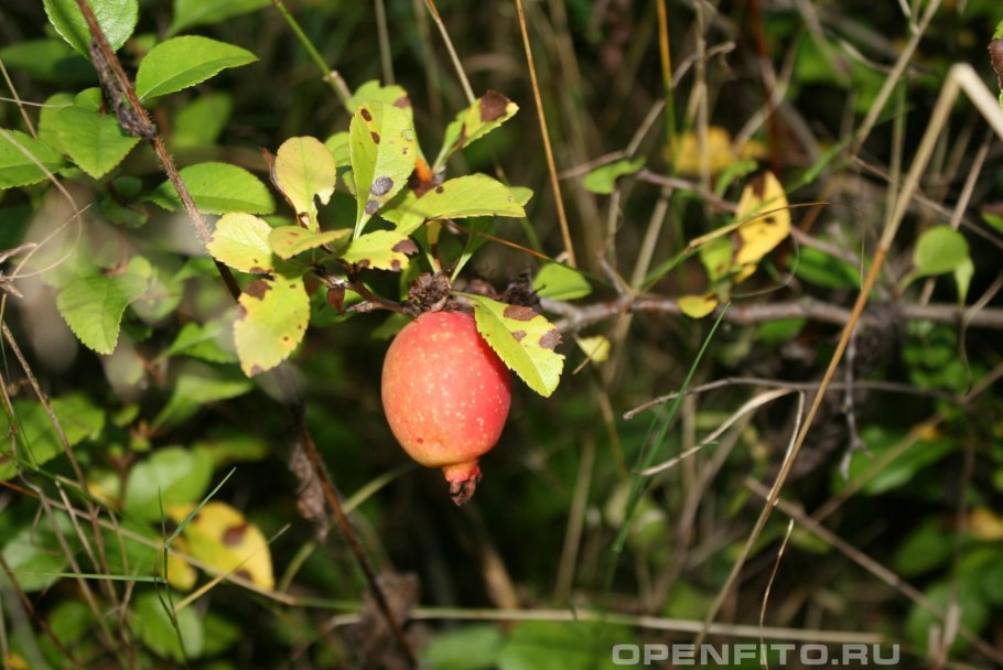 Лимонник желтый
