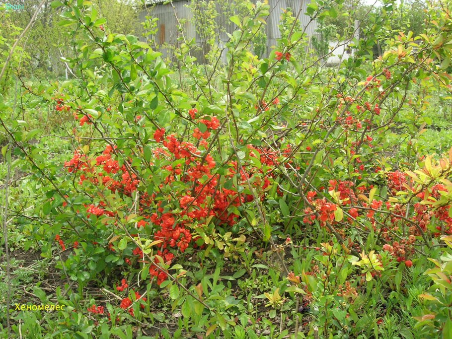 Хеномелес японская айва плоды