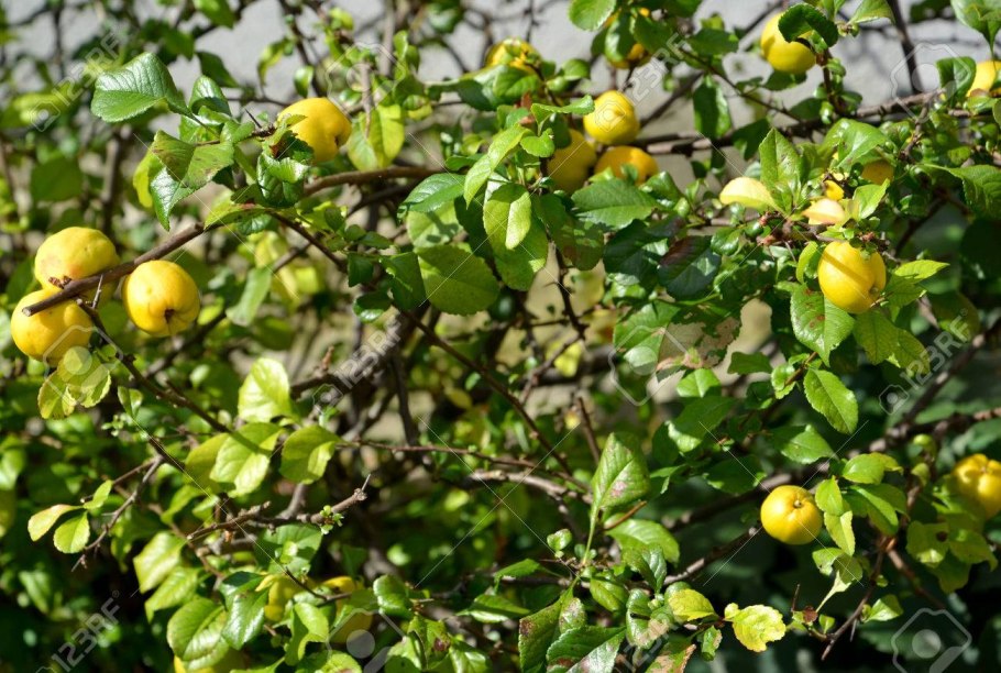 Японская айва плоды