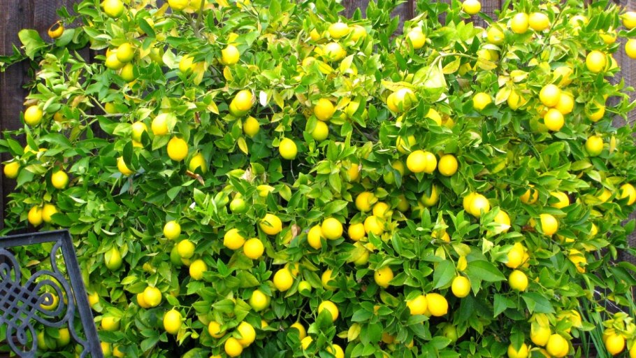 Лимонник кустовой