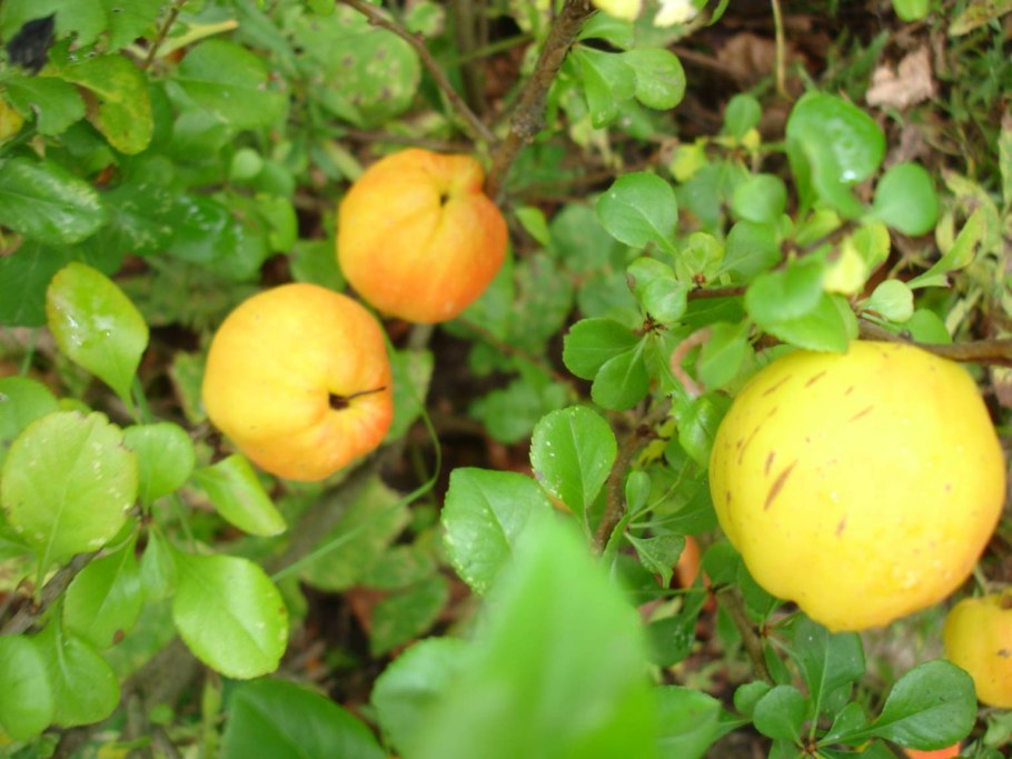 Кустарник с желтыми ягодами