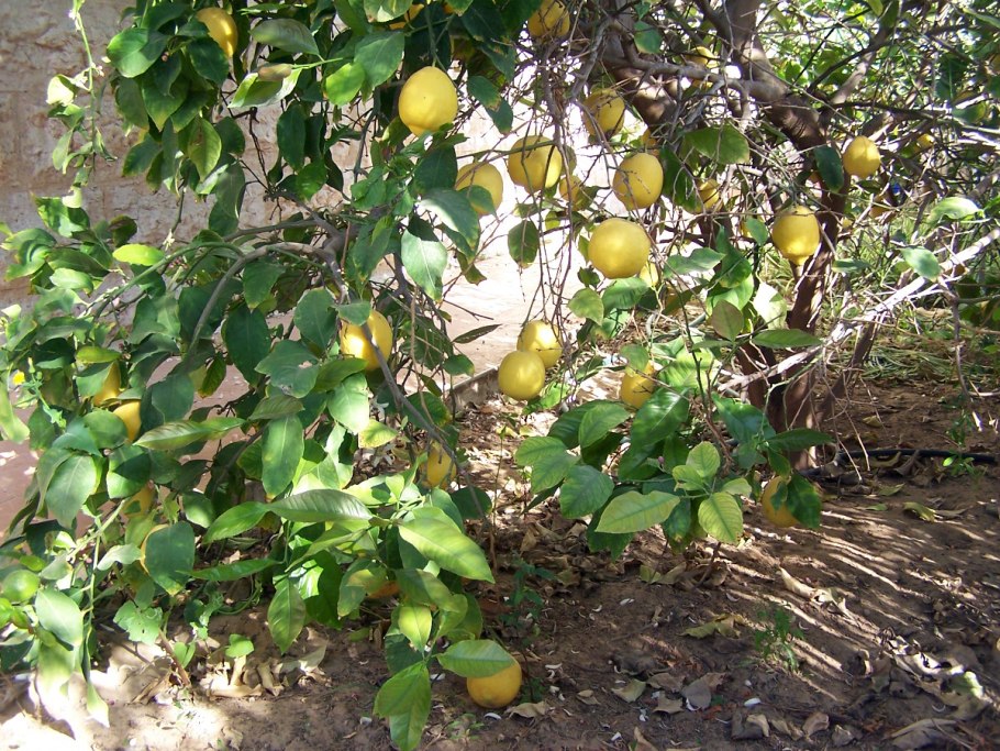 Лимон Мейера