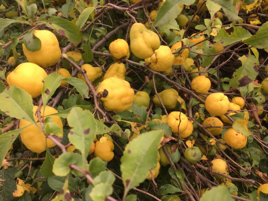 Айва обыкновенная куст