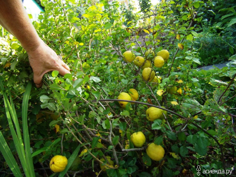 Лимонник Дикая айва