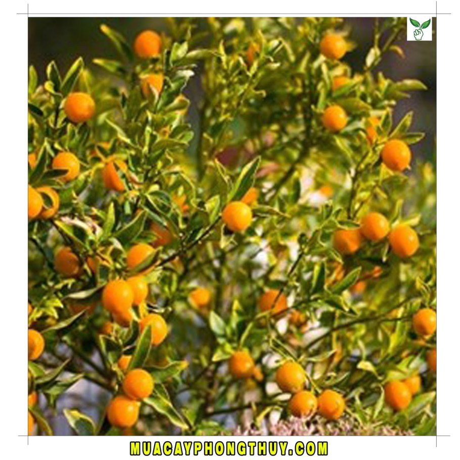 Дикий лимон понцирус