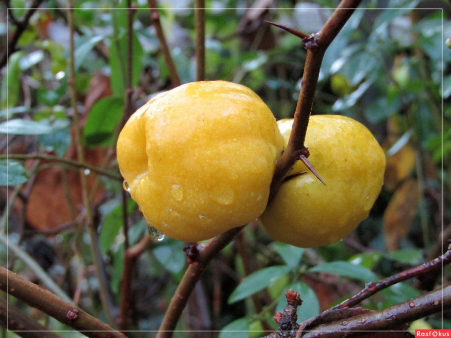 Лимонная айва куст