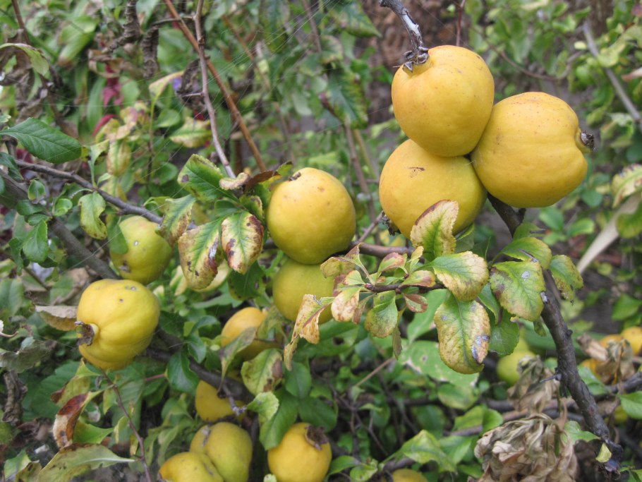 Кустарник Цитрон