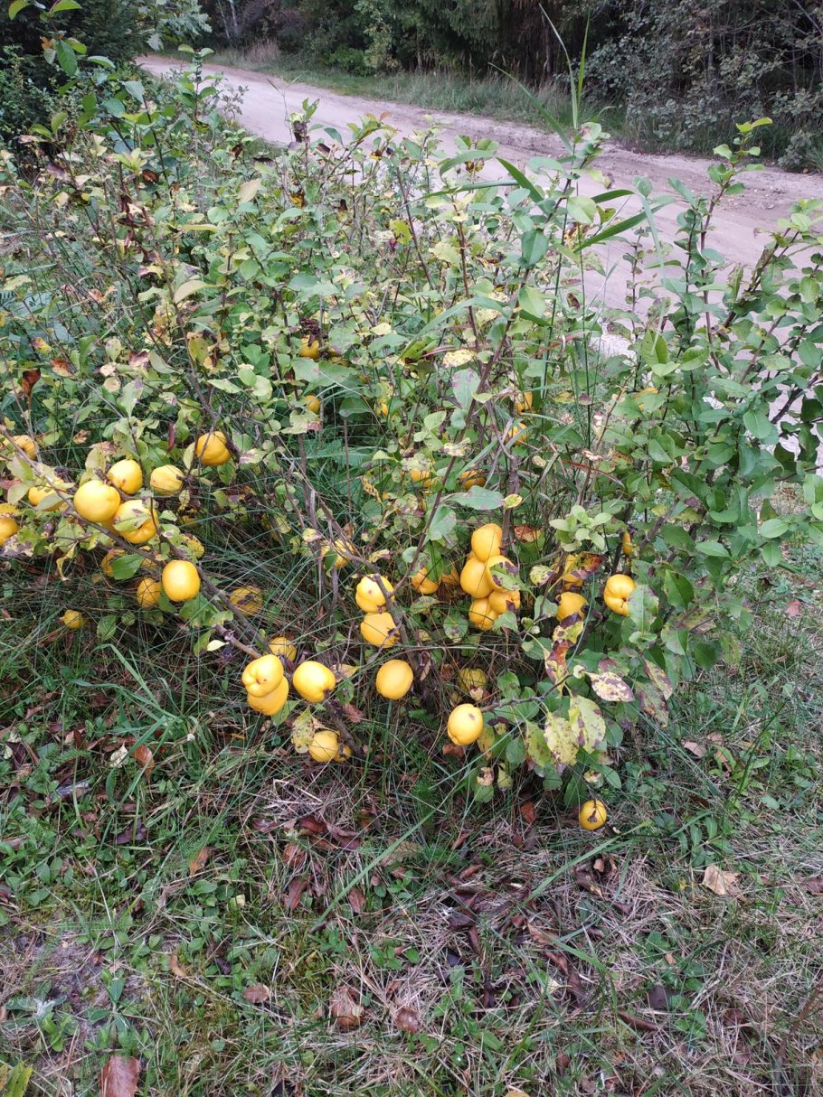 Хеномелес Саргенти