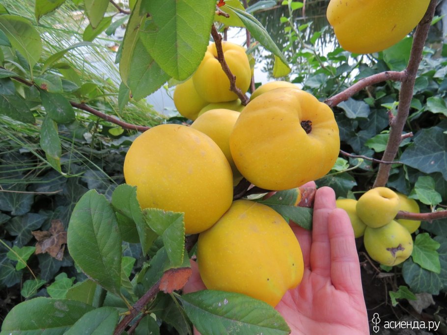 Северный лимон кустарник