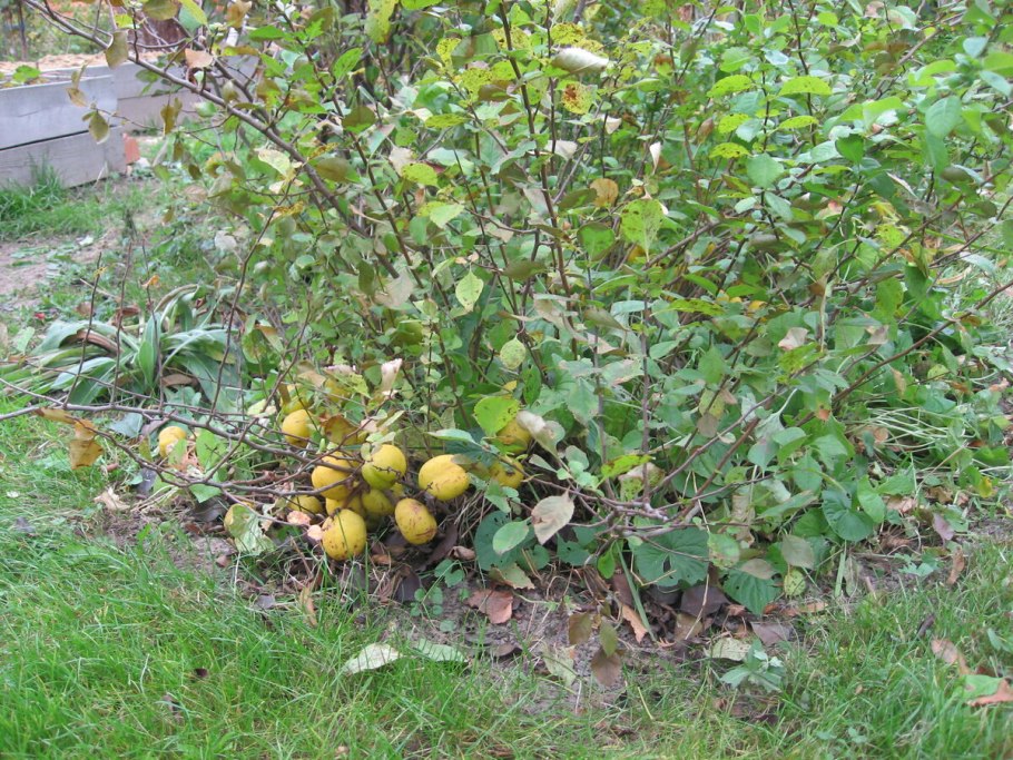 Айва японская sargentii