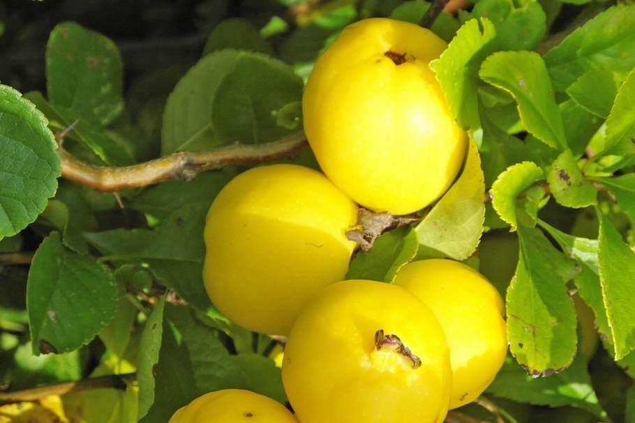 Кумкват лимон