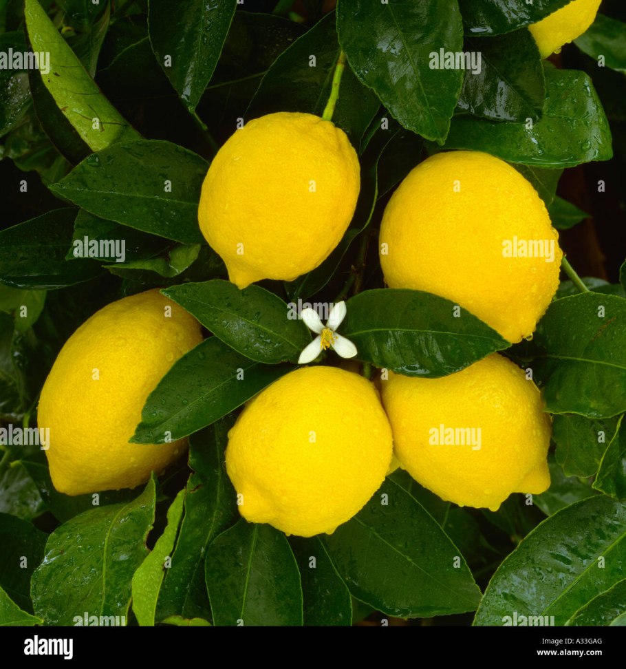 Полезны ли яблочки с айвы