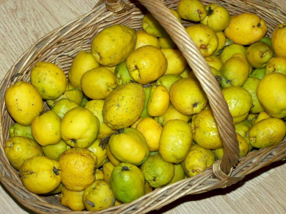 Когда созревает айва в средней полосе