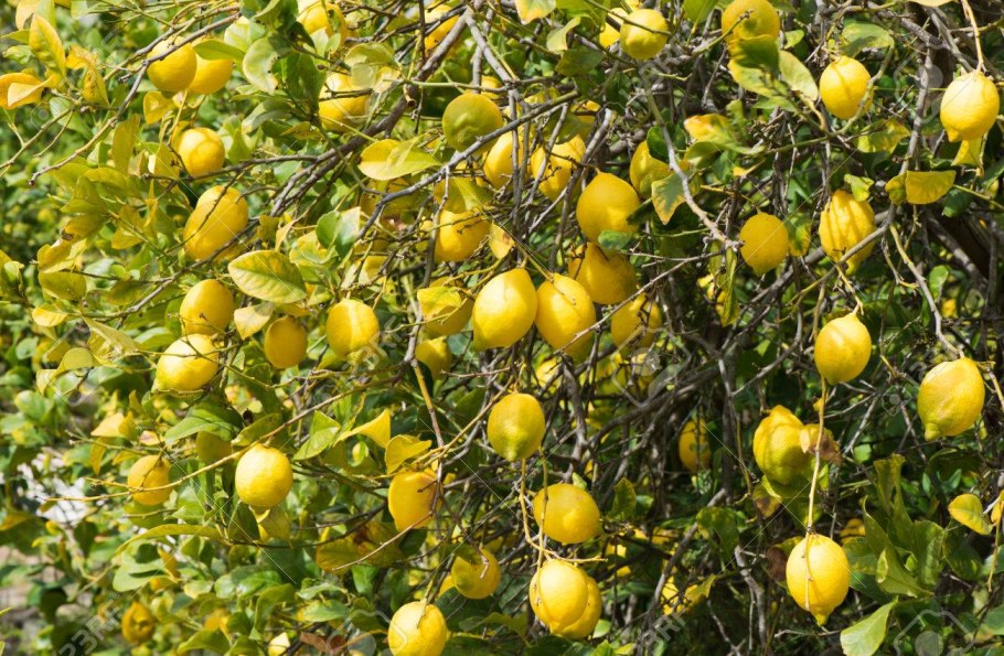 Позитано Италия лимоны