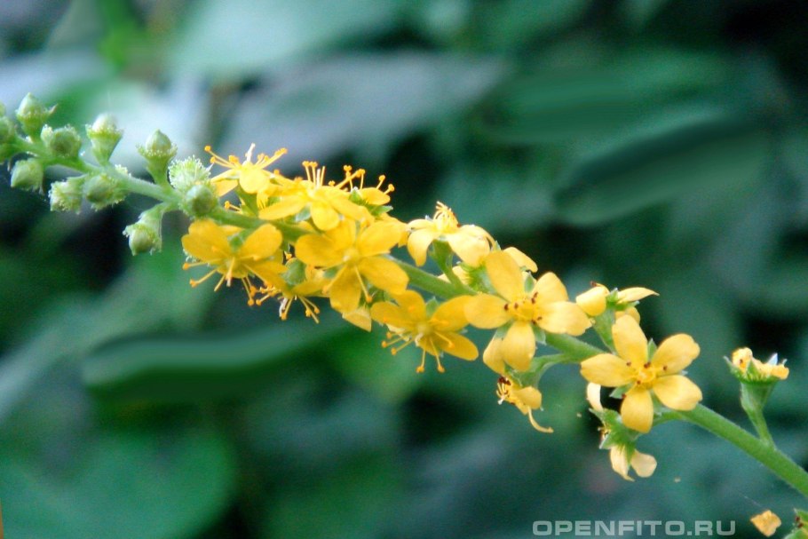 Репешок обыкновенный