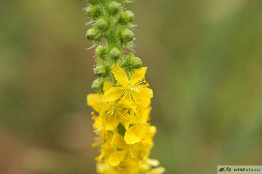 Репешок обыкновенный